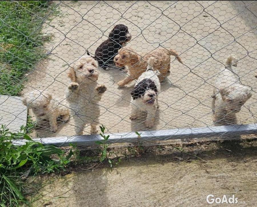 Puppies for sale - Lagoto Romagnolo