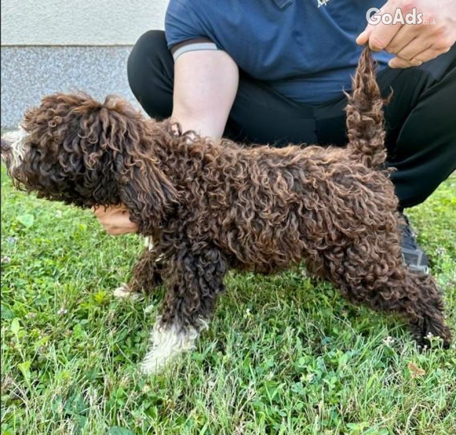 Puppies for sale - Lagoto Romagnolo