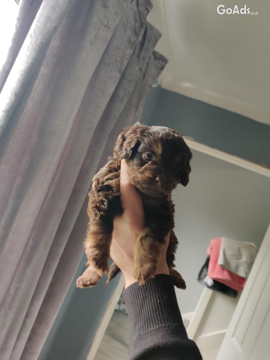 Puppies for sale 