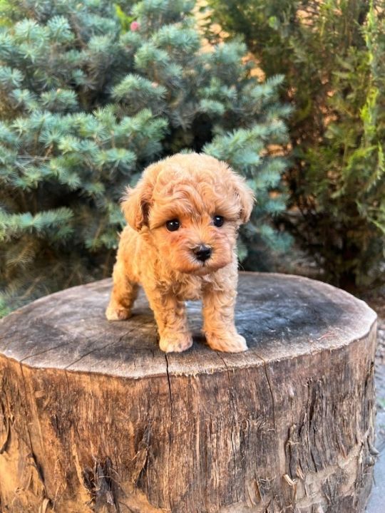 Puppy for adoption***