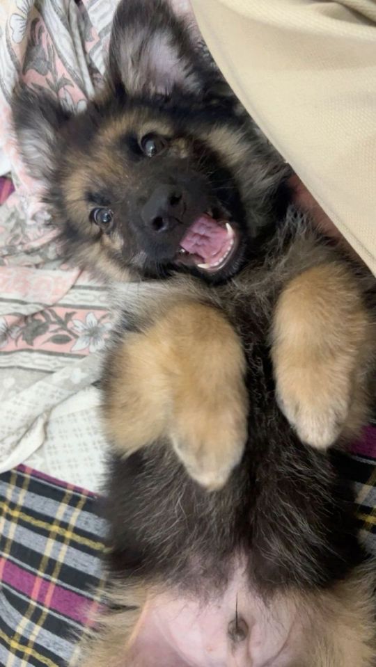 Puppy German shepherd