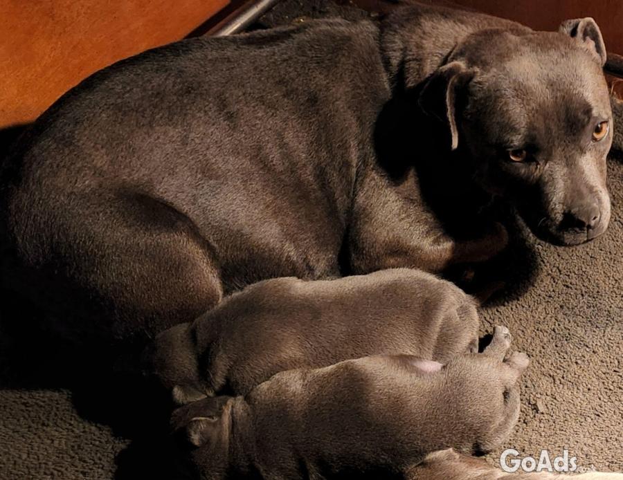Pure Bred Blue English Staffy Puppies