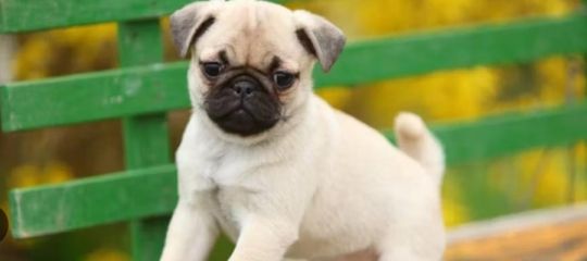 Pure bred pug puppies fawn