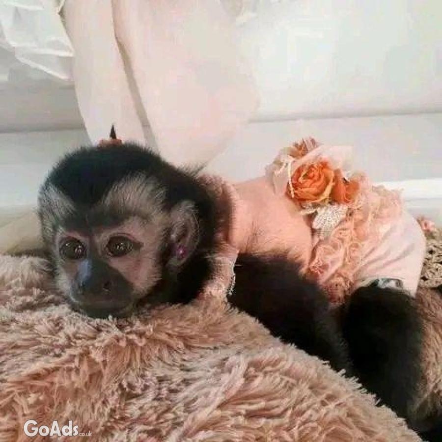 Pure Breed Capuchin Monkey Ready Now