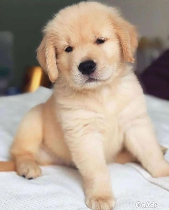 Pure Breed Golden Retriever Puppies
