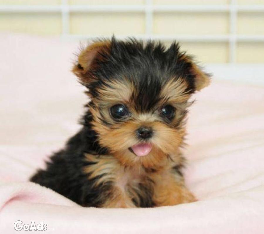 Pure breed tiny teacup Yorkie puppies