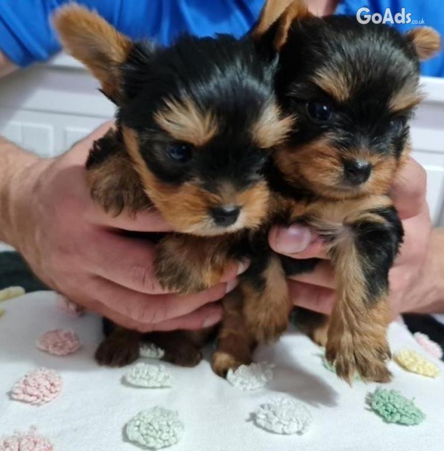 Pure Breed Yorkshire Terrier Puppies