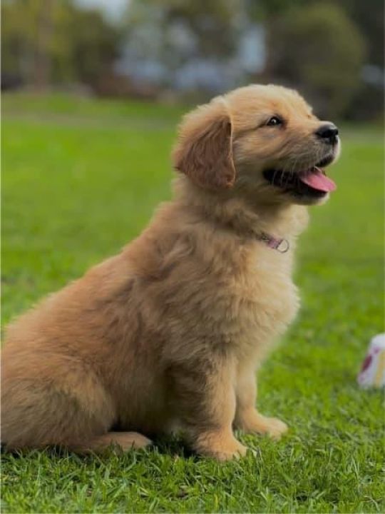 Pure Golden Retriever Puppies