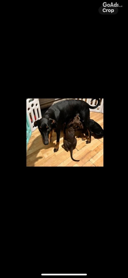 Pure pedigree Doberman puppies for sale
