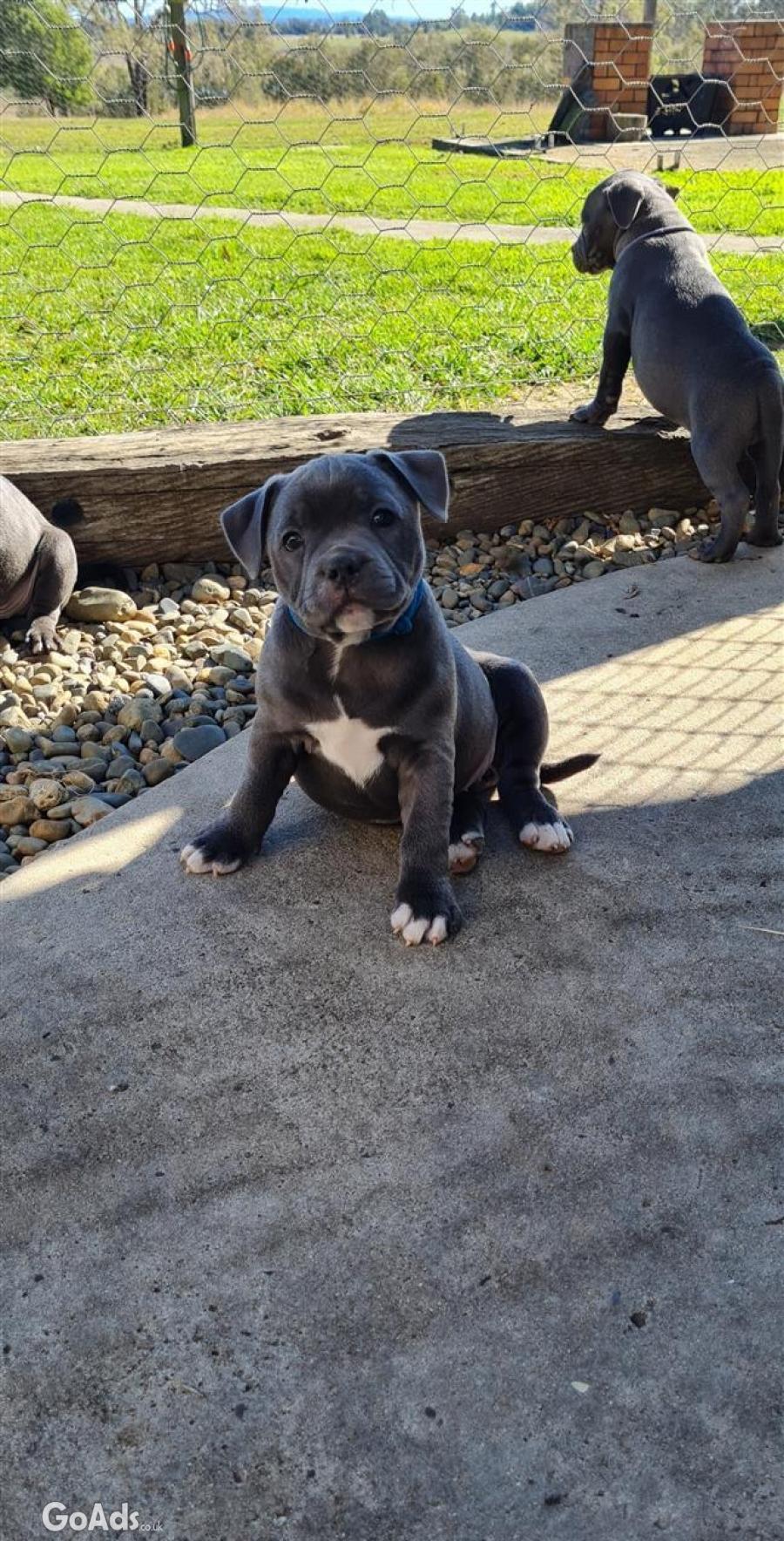 Pure Staffordshire bull terrier puppies for sale