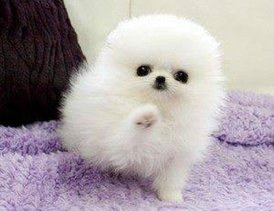 Purebred Pomeranians puppies for sale..