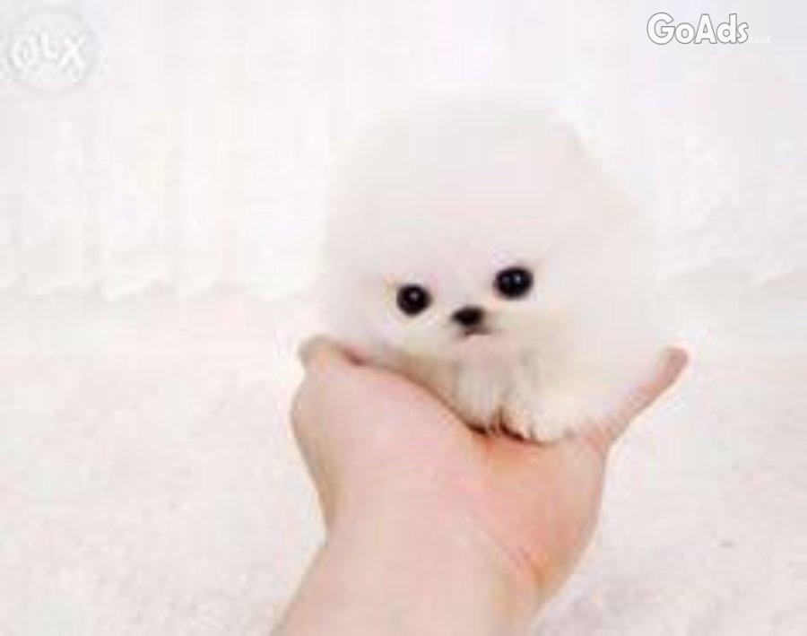 Purebred Pomeranians puppies for sale..