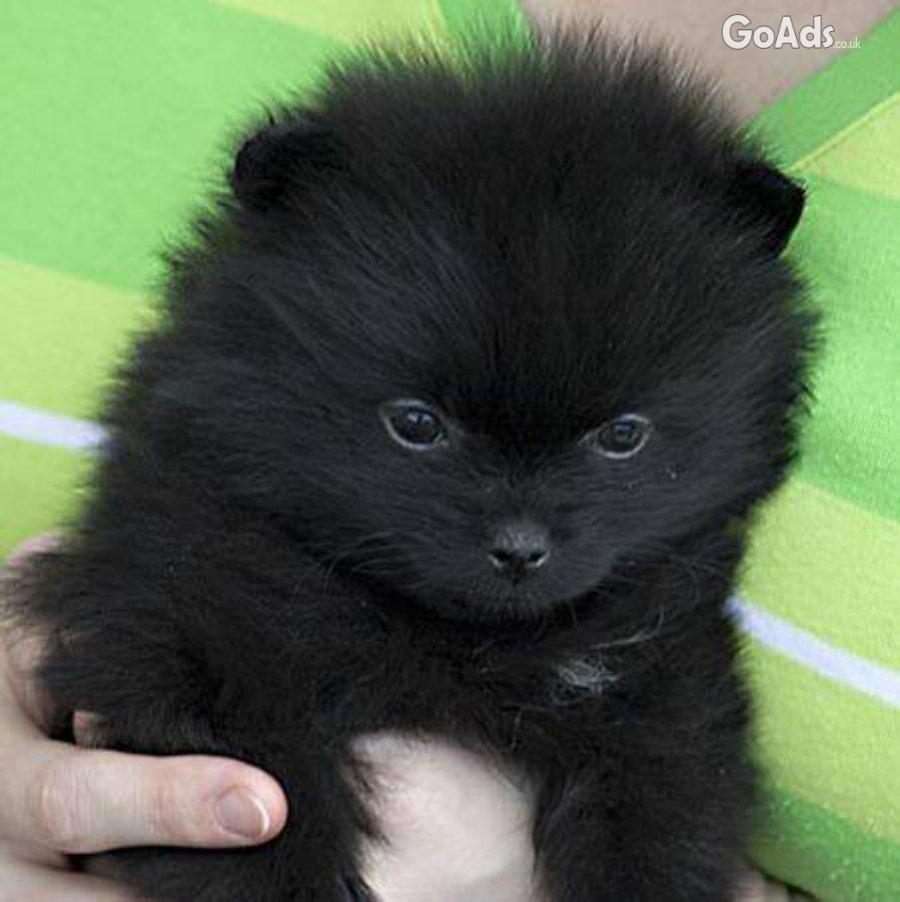 Purebred Pomeranians puppies for sale..