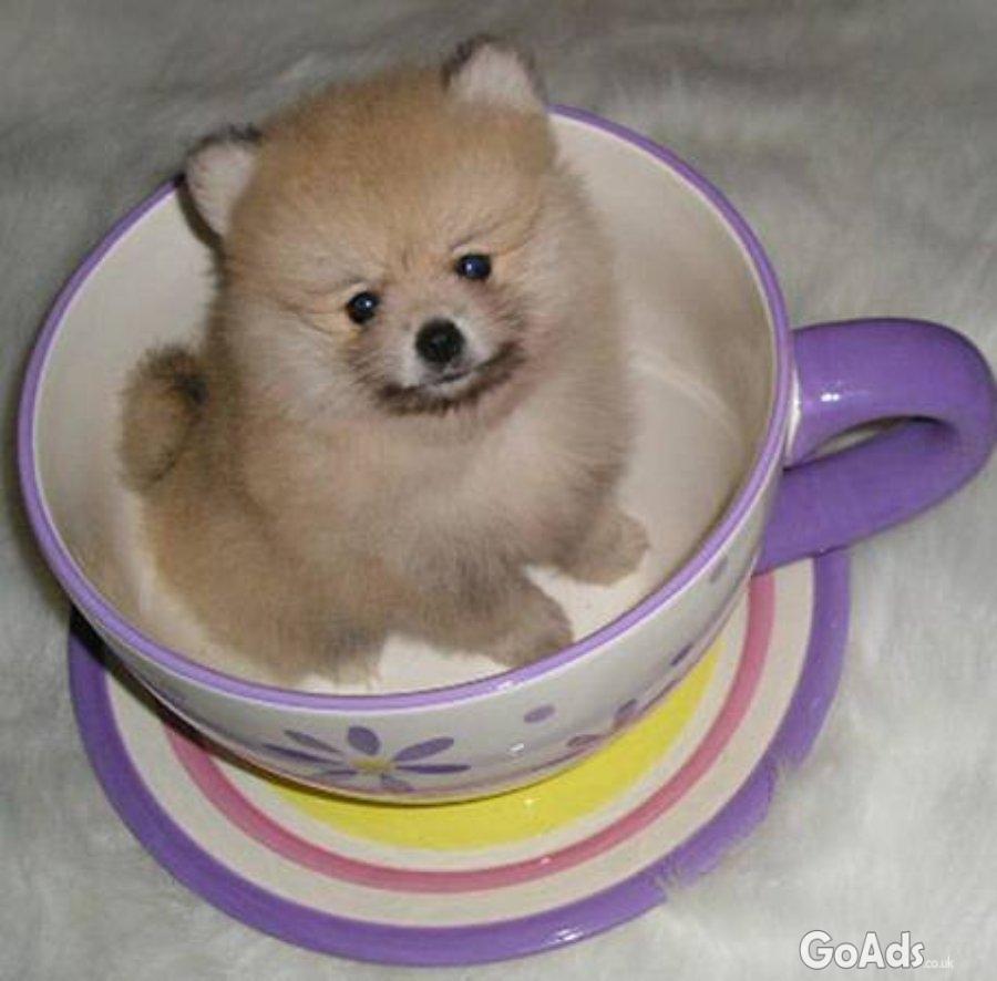 Purebred Pomeranians puppies for sale..