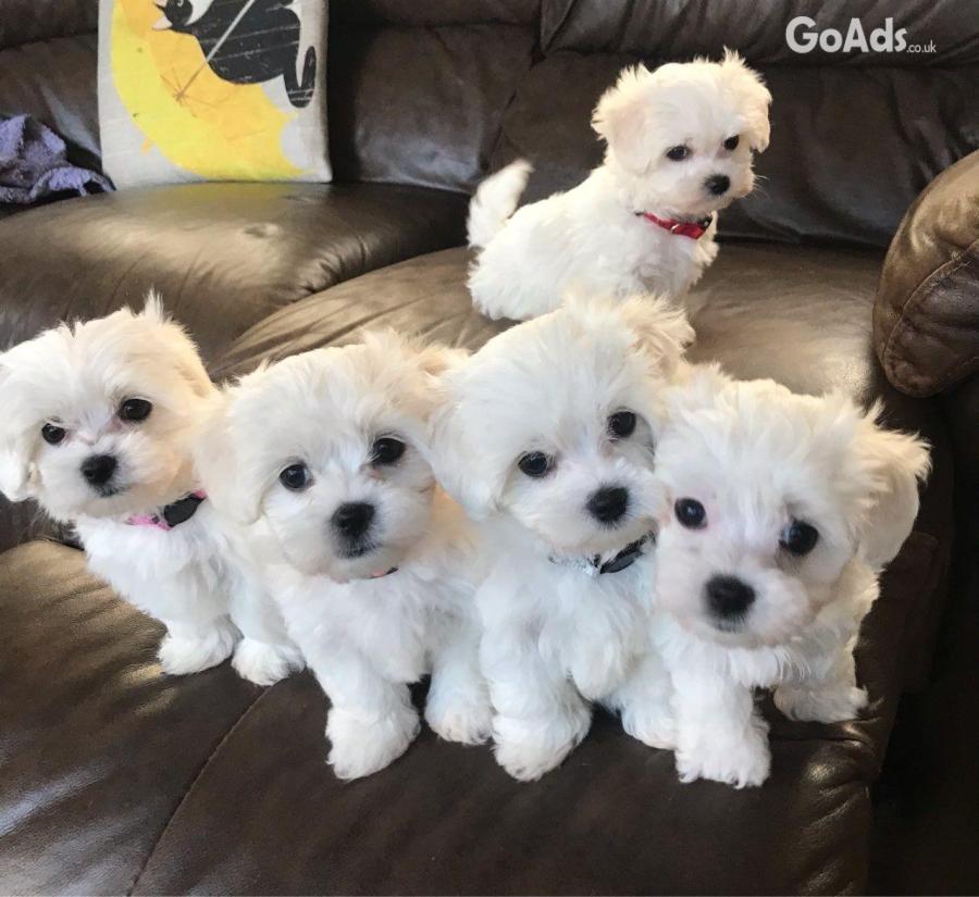 Pure White Male And Female Maltese Puppies 