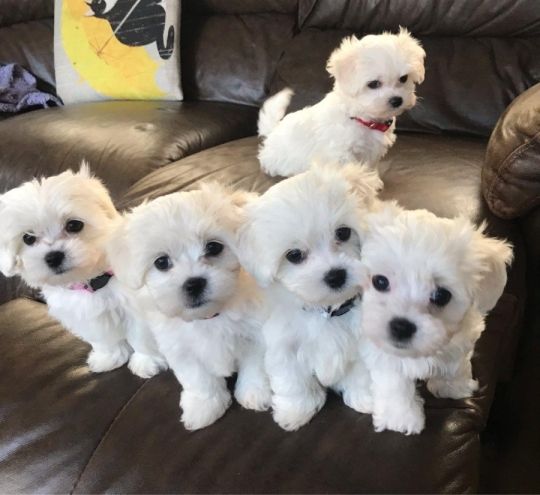 Pure White Male And Female Maltese Puppies