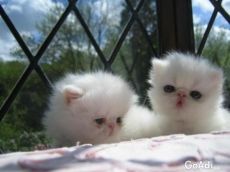 Pure white Persian kittens available