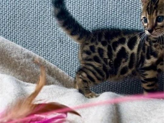 Purebred Bengal Kittens