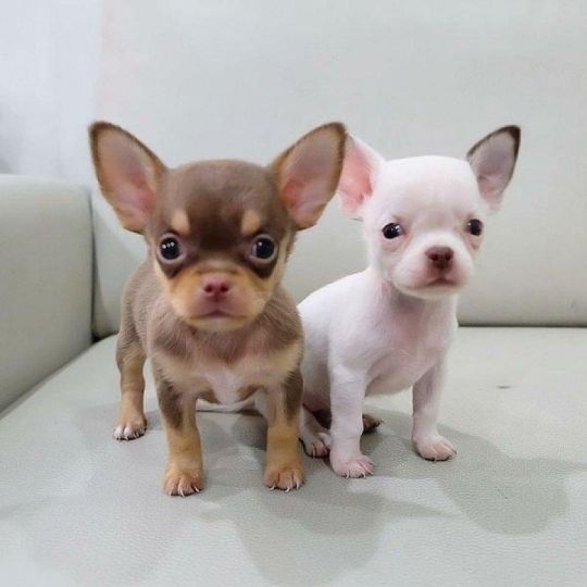 Purebred Chihuahua puppies