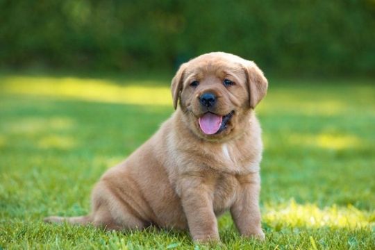 Purebred Labrador retriever puppies for sale