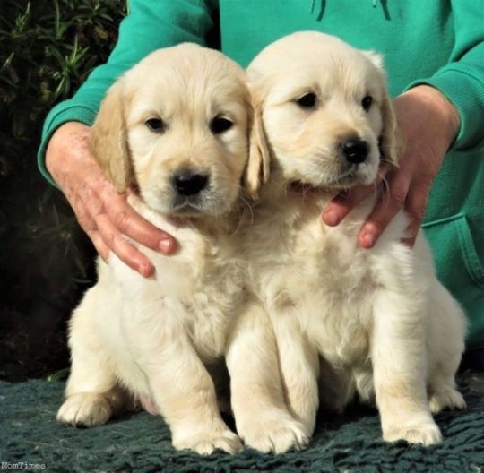 Purebred Labrador retriever puppies