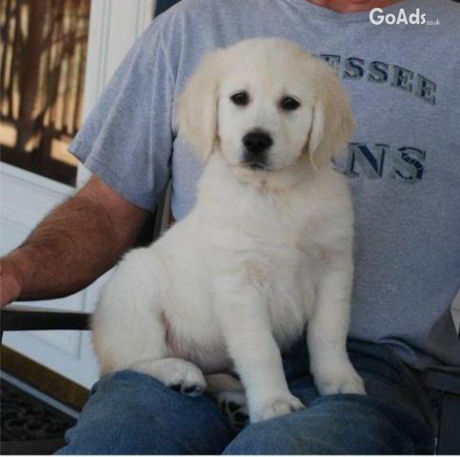 Purebred Labrador retriever puppies