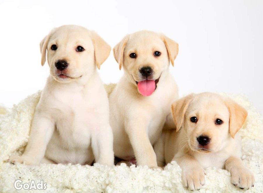 Purebred Labrador retriever puppies