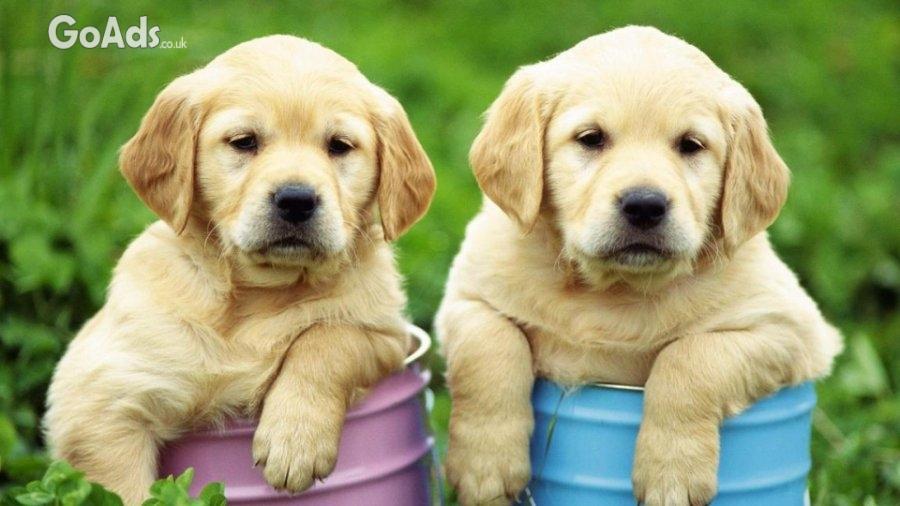 Purebred Labrador retriever puppies