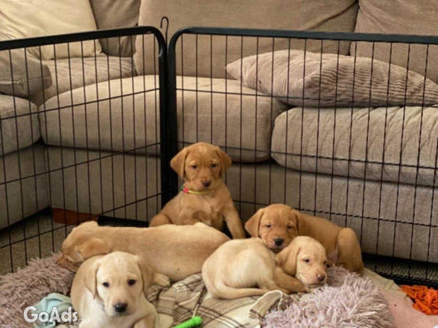 Purebred Labrador retriever puppies