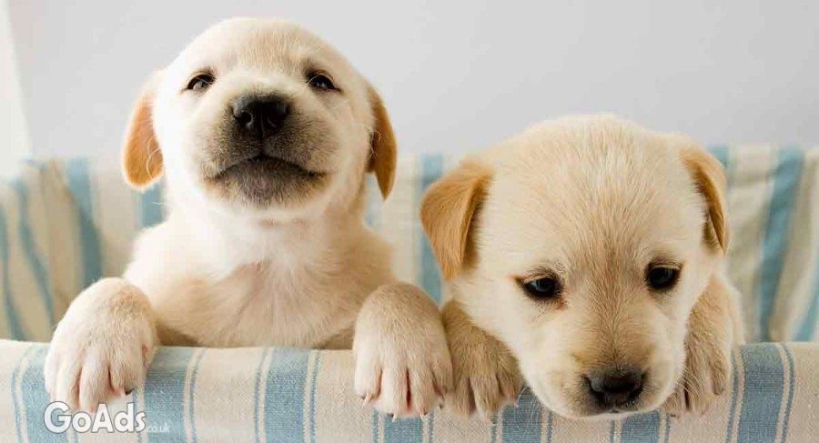 Purebred Labrador retriever puppies