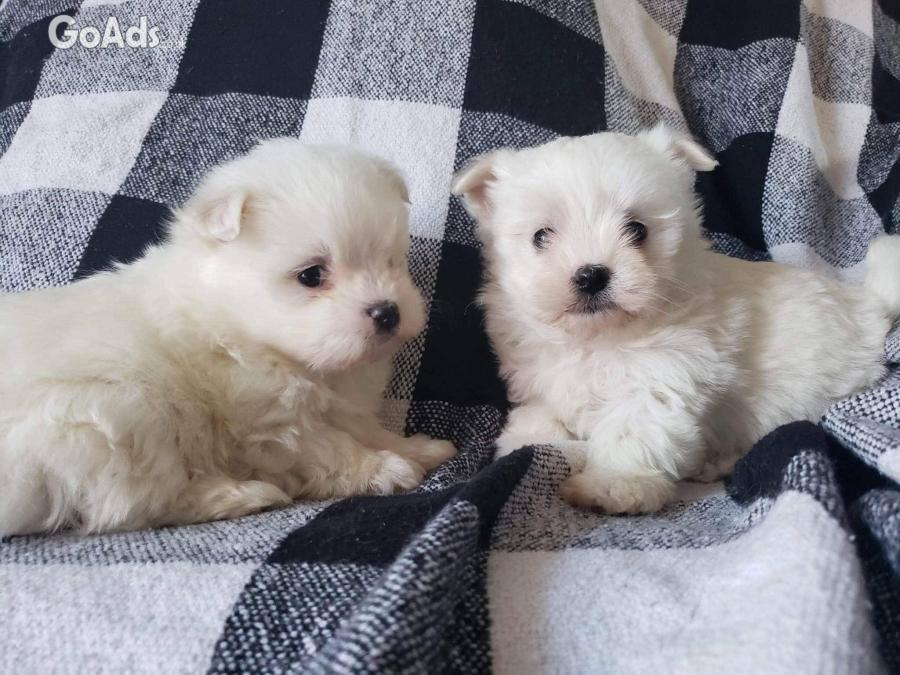 Purebred Maltese puppies