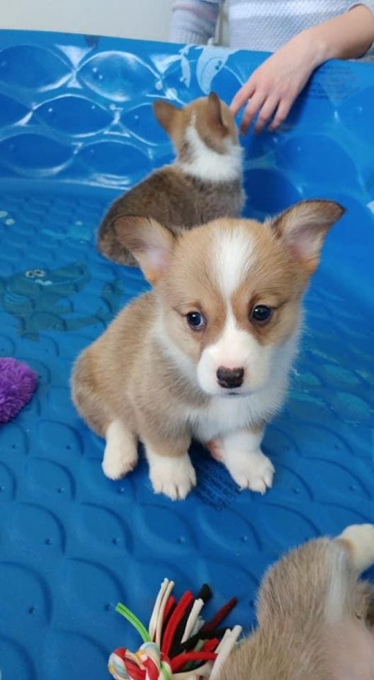 Purebred Pembroke Welsh Corgi Puppies