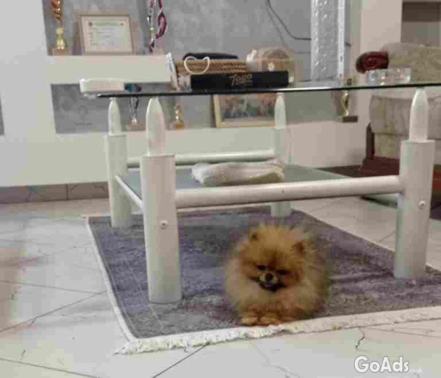 Purebred Pomeranian female