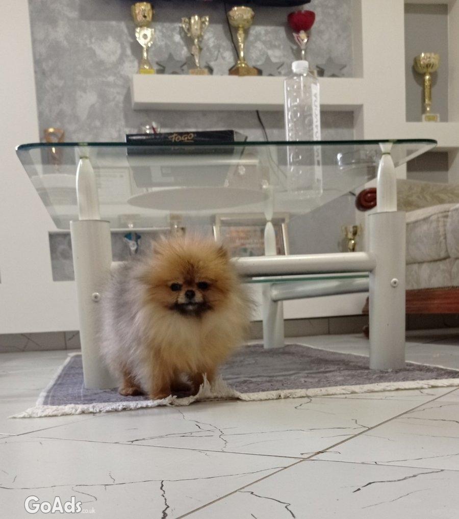 Purebred Pomeranian female