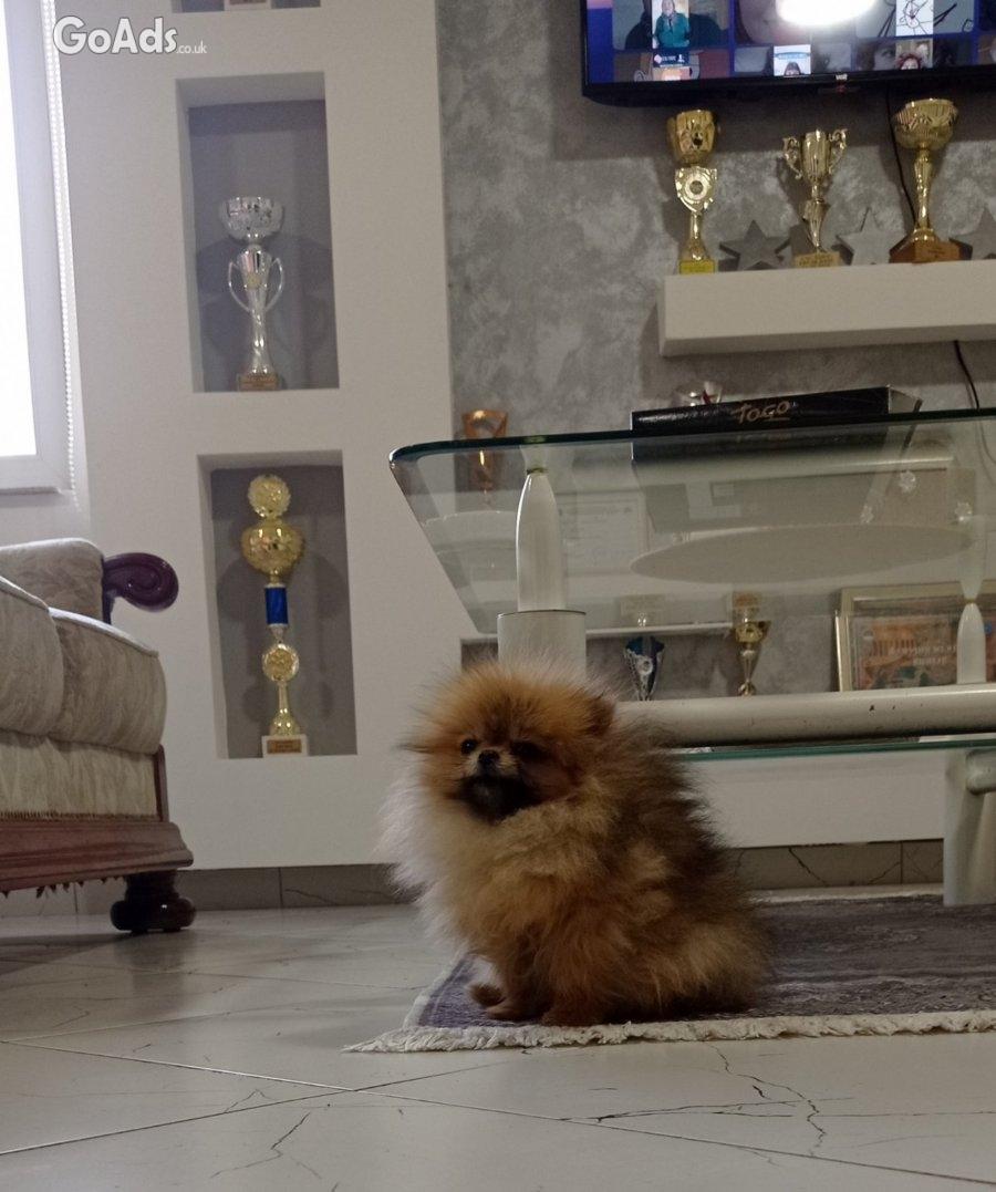 Purebred Pomeranian female