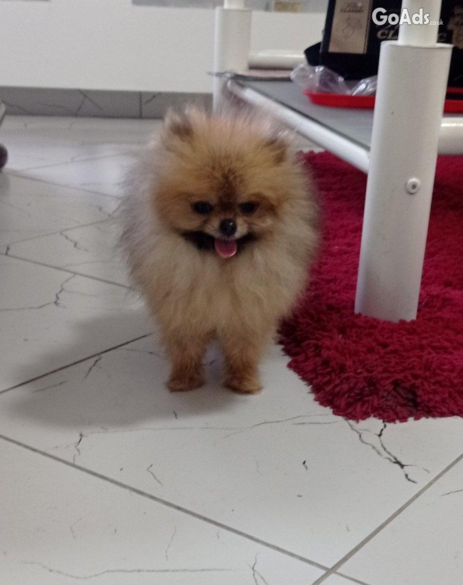 Purebred Pomeranian female