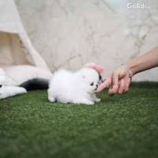 Purebred Pomeranian Puppies Available
