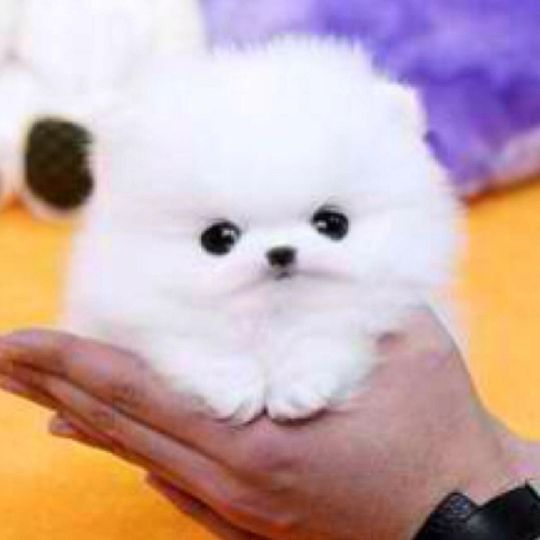 Purebred Pomeranian puppies for adoption.