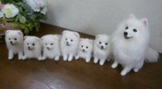 Purebred Pomeranian Puppies