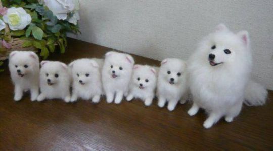 Purebred Pomeranian Puppies
