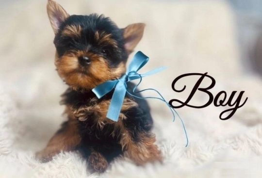 Purebred yorkie Puppies Available