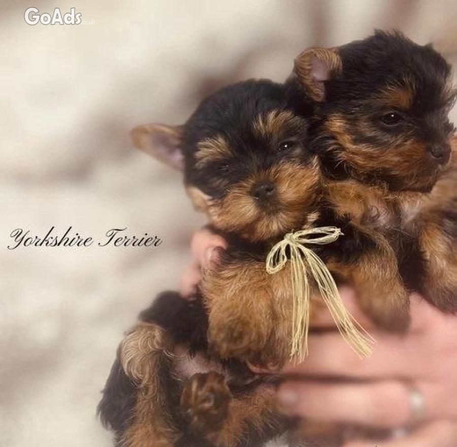 Purebred yorkie Puppies Available