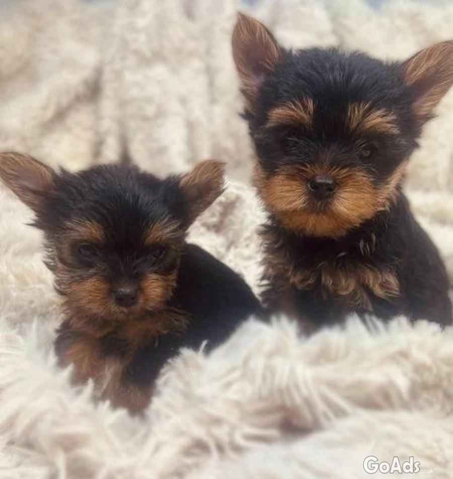 Purebred yorkie Puppies Available