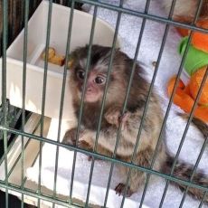 Pygmy marmoset monkeys available
