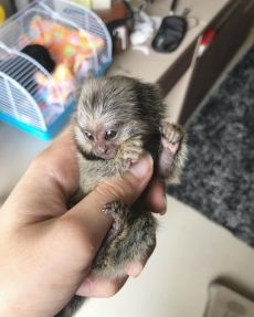 Pygmy Marmoset Monkeys for Sale