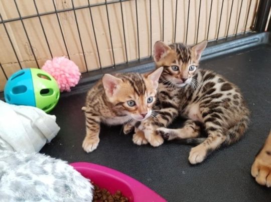 Quality Bengal kittens for Re-homing