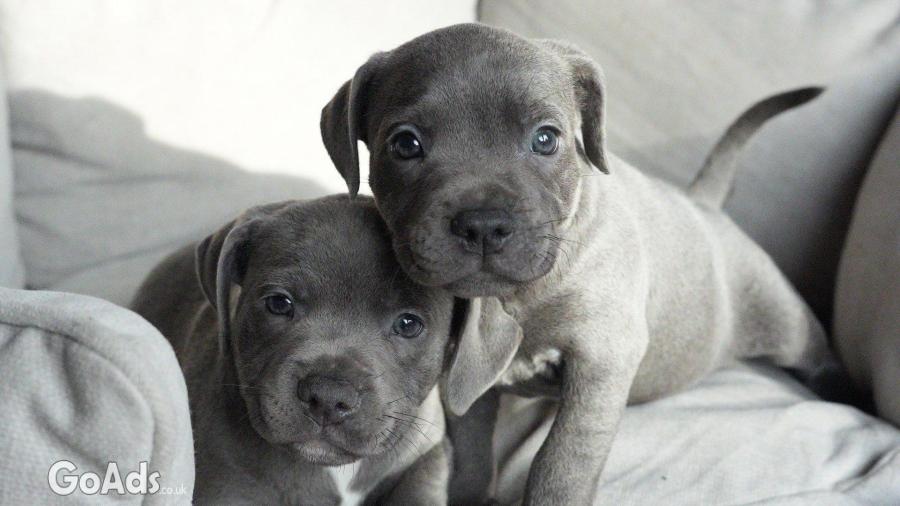 Quality Blue Staffordshire Bull Terrier Puppies.