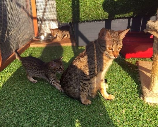 Quality  Charming  Savannah kittens