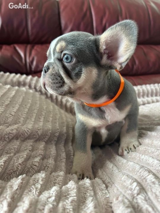 Quality French bulldog puppies available