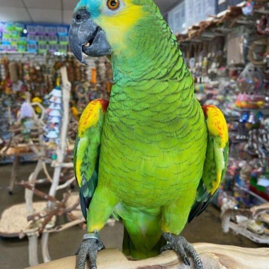 Quality males and females  Amazon DNA Parrots ready